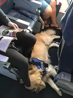 Chien d'assistance en avion