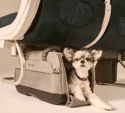Chien sous le siège dans l'avion