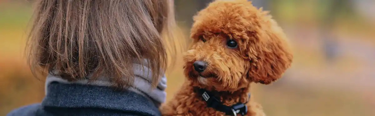 Concierge canin Flying Toutou