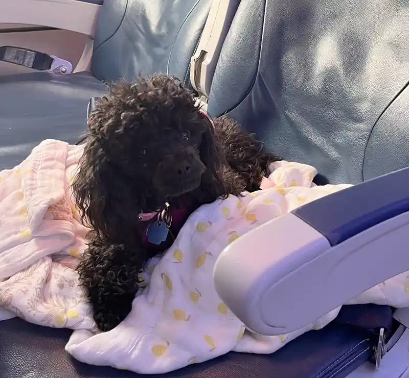 flyingtoutou transport-3