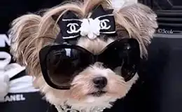 Vêtements colliers et harnais