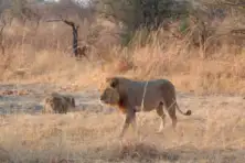 Safari Afrique